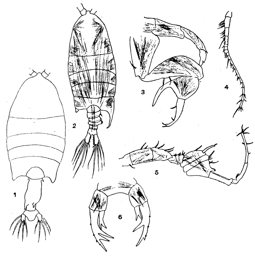 Species Pontellopsis yamadae - Plate 7 of morphological figures