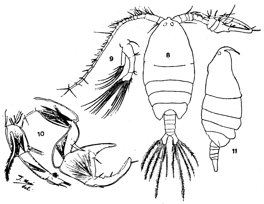 Espèce Pontellina plumata - Planche 31 de figures morphologiques