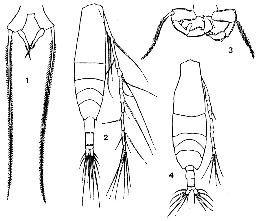 Espèce Acartia (Acartia) negligens - Planche 10 de figures morphologiques
