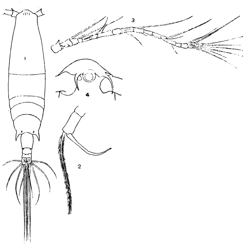 Species Acartia (Odontacartia) erythraea - Plate 7 of morphological figures