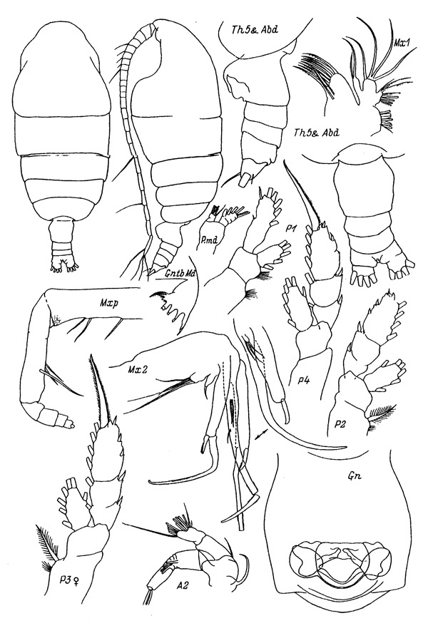 Espèce Chiridiella bichela - Planche 1 de figures morphologiques