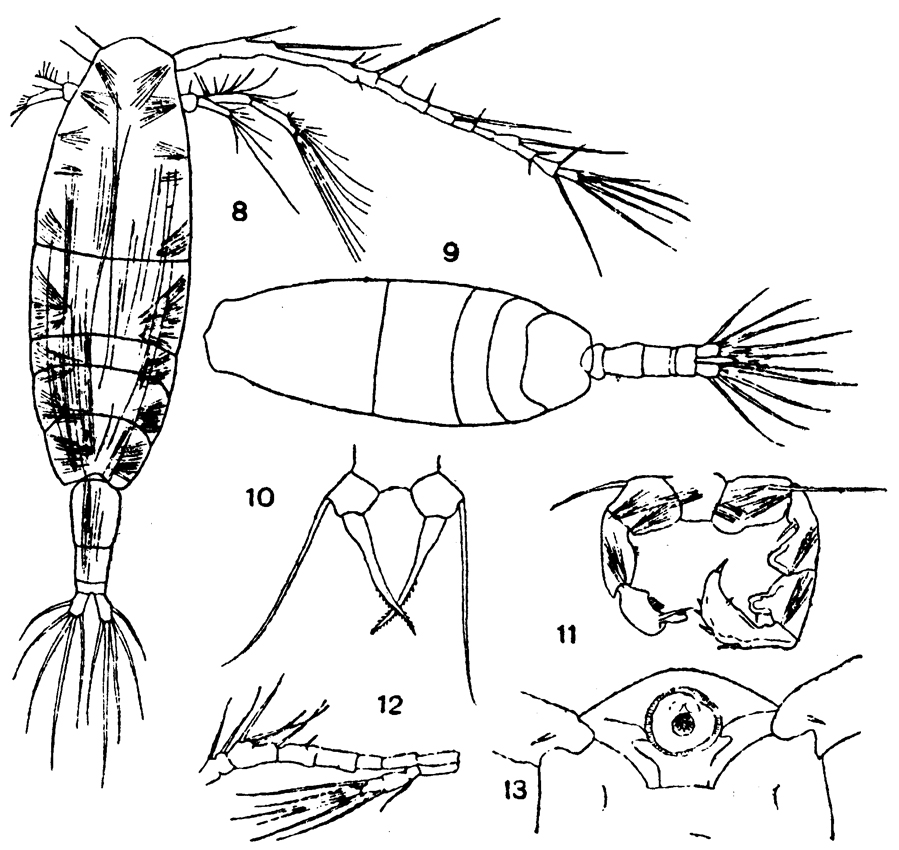 Espce Acartia (Acartiura) omorii - Planche 7 de figures morphologiques