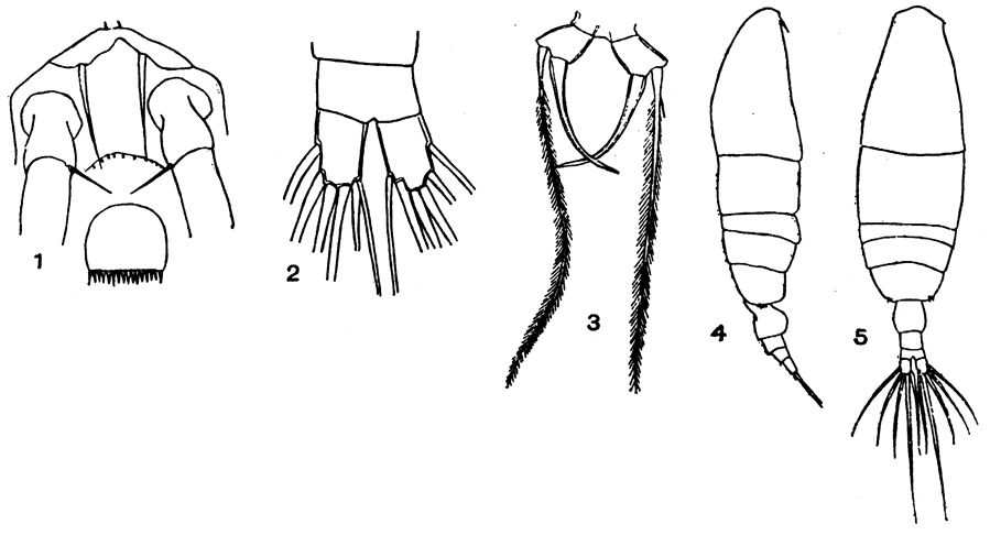 Espèce Acartia (Acanthacartia) fossae - Planche 3 de figures morphologiques