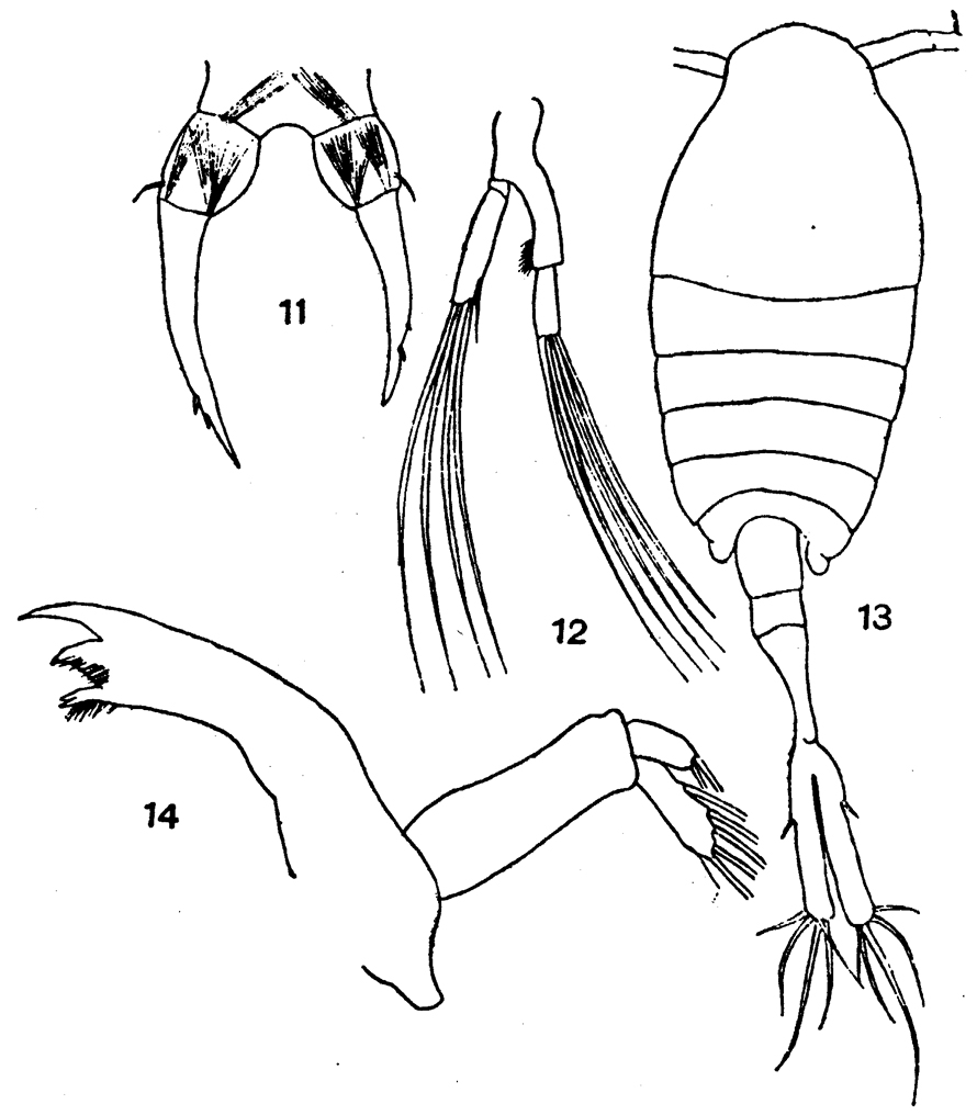 Species Tortanus (Tortanus) forcipatus - Plate 3 of morphological figures
