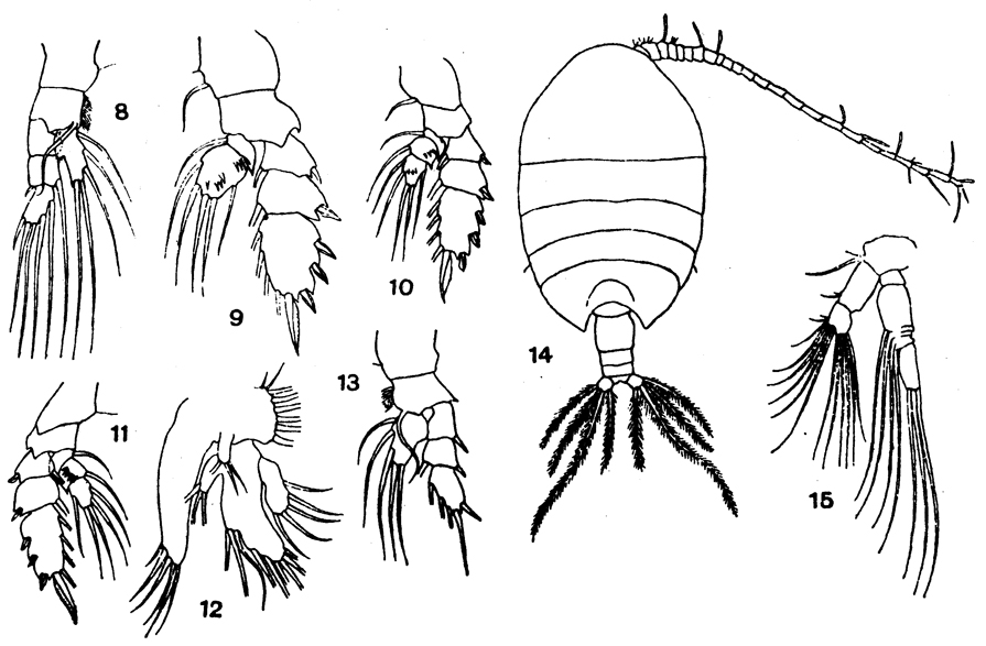 Species Phaenna spinifera - Plate 13 of morphological figures