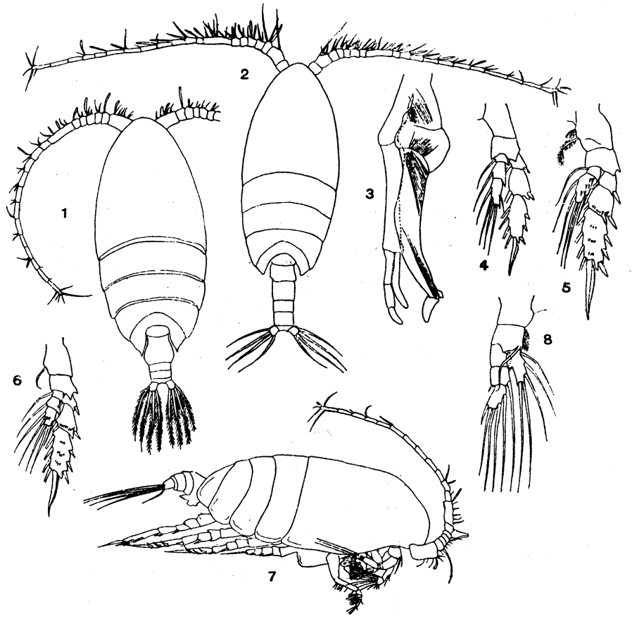 Espèce Scolecithrix danae - Planche 18 de figures morphologiques