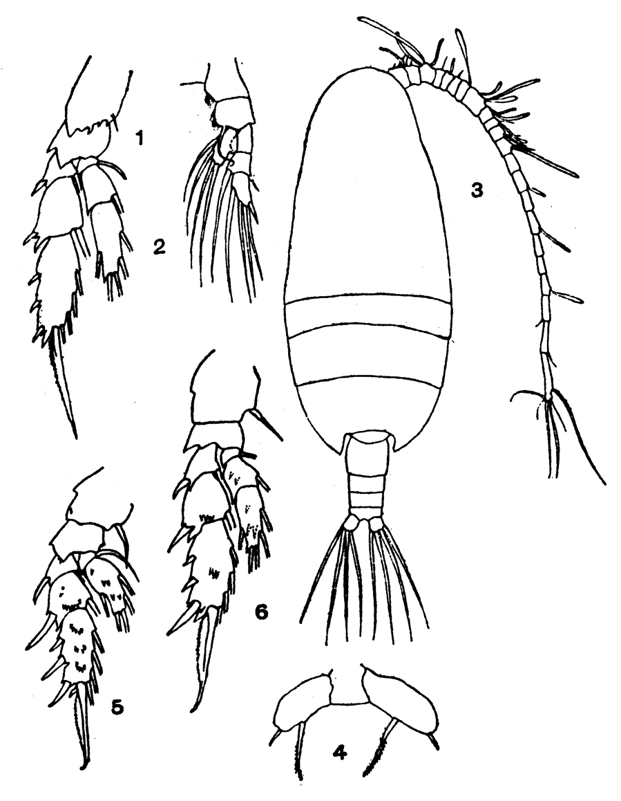 Espce Scolecithricella orientalis - Planche 1 de figures morphologiques