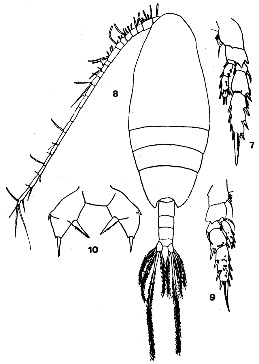 Espèce Scolecithricella abyssalis - Planche 3 de figures morphologiques