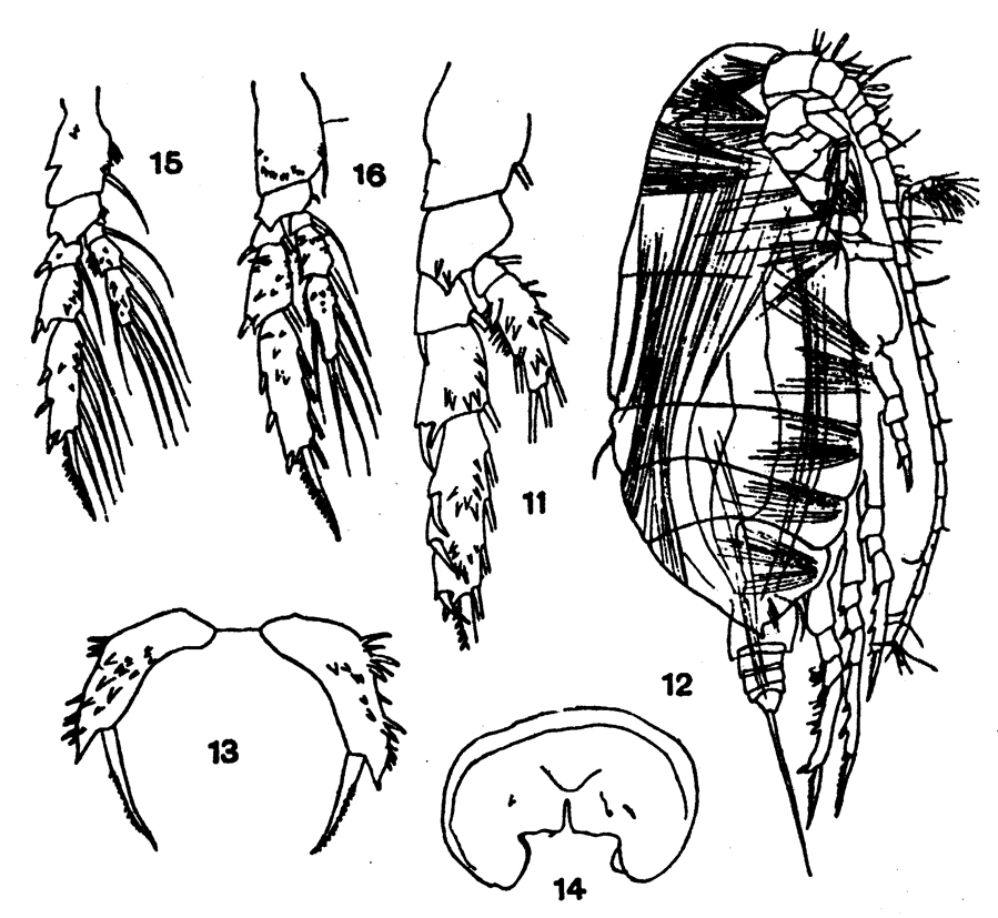 Species Scolecitrichopsis ctenopus - Plate 4 of morphological figures