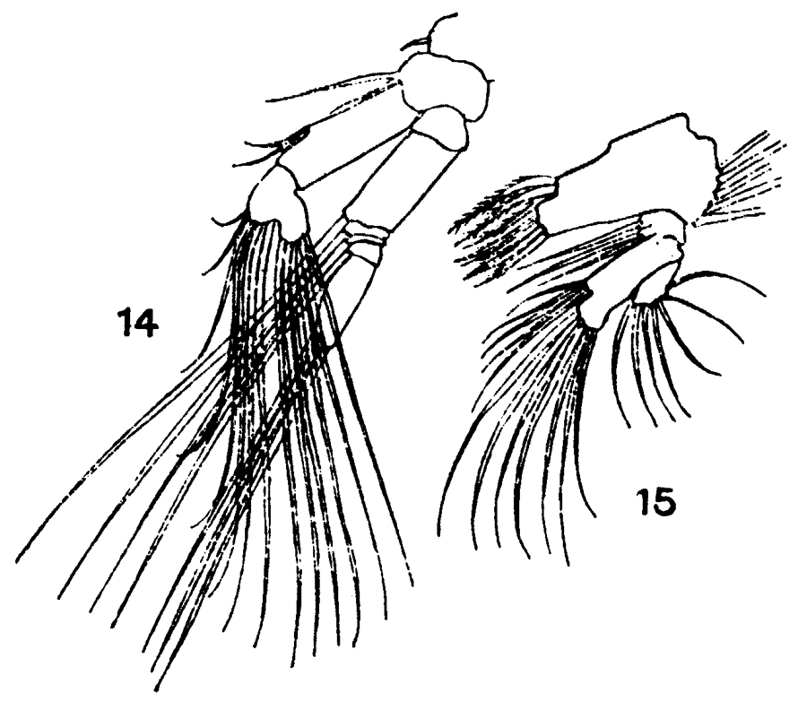 Espce Scolecithricella orientalis - Planche 2 de figures morphologiques