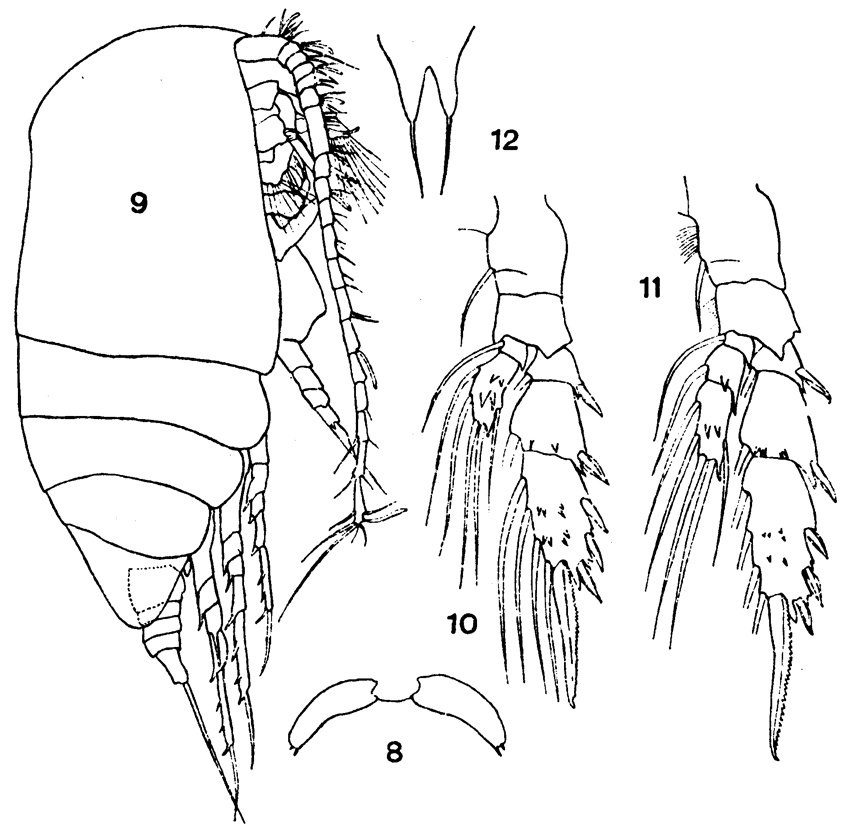 Species Scolecithrix bradyi - Plate 9 of morphological figures