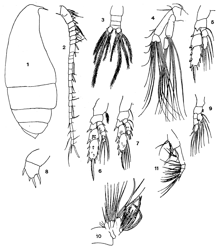 Species Lophothrix latipes - Plate 7 of morphological figures