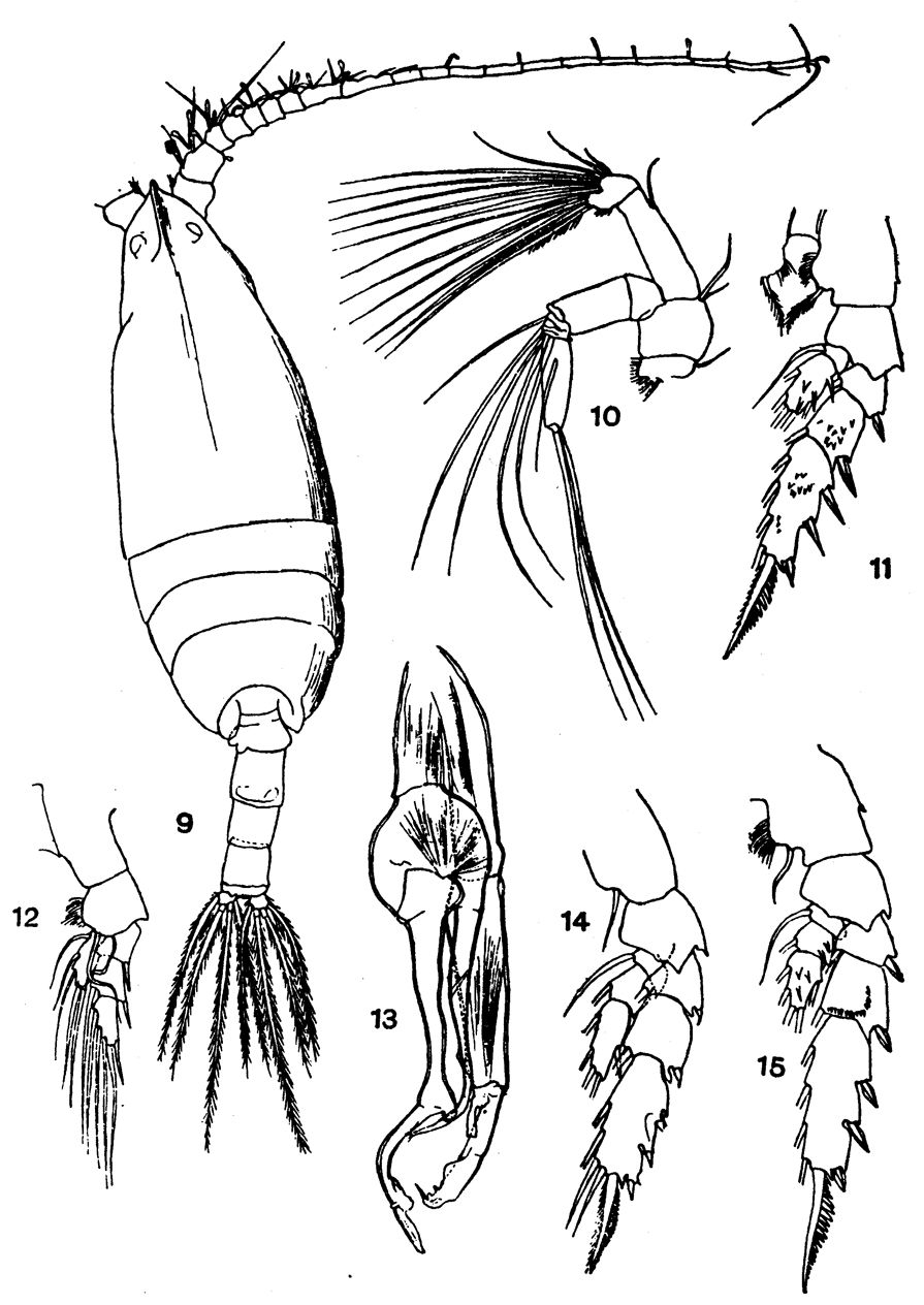 Espce Scottocalanus thori - Planche 5 de figures morphologiques