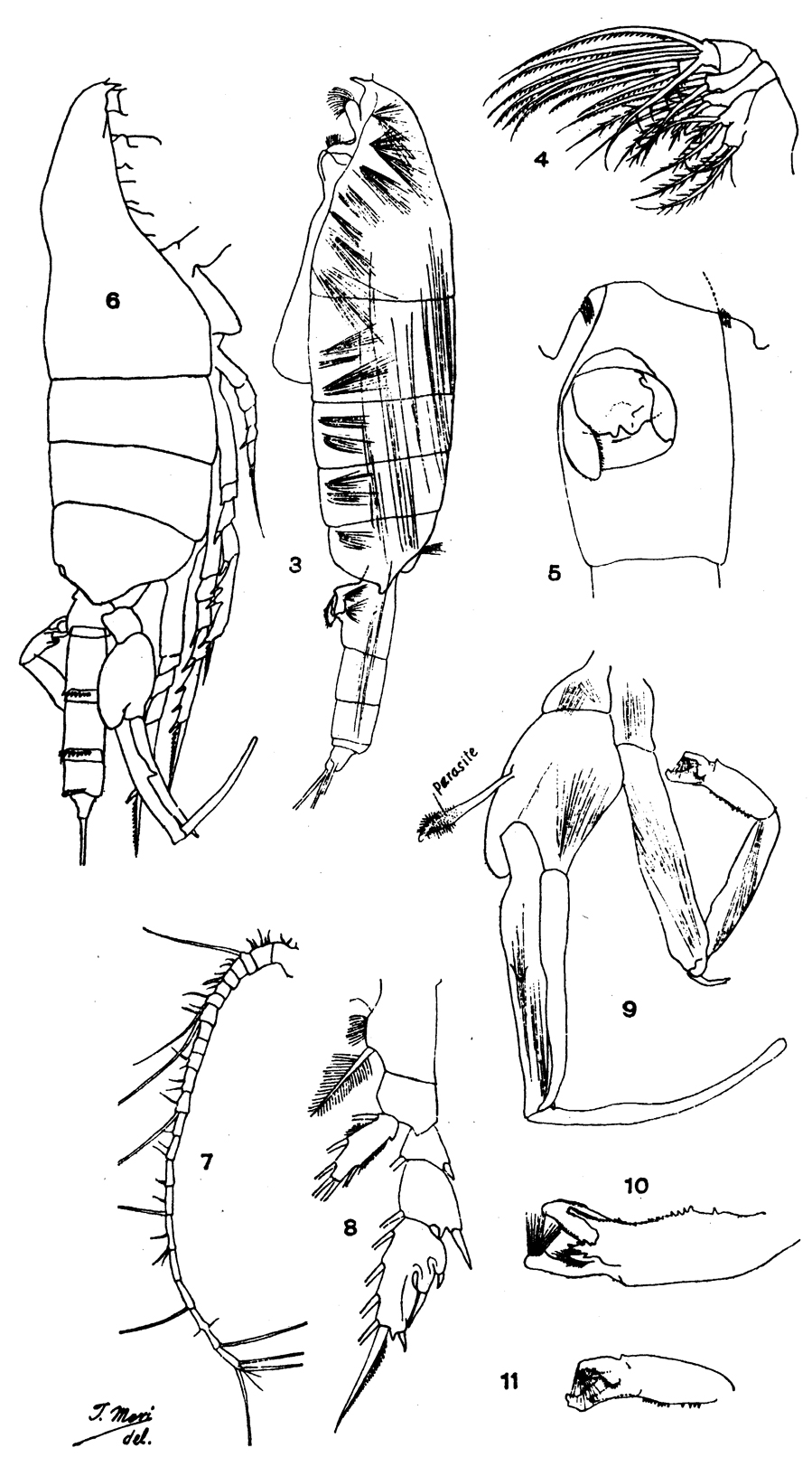 Species Paraeuchaeta elongata - Plate 7 of morphological figures