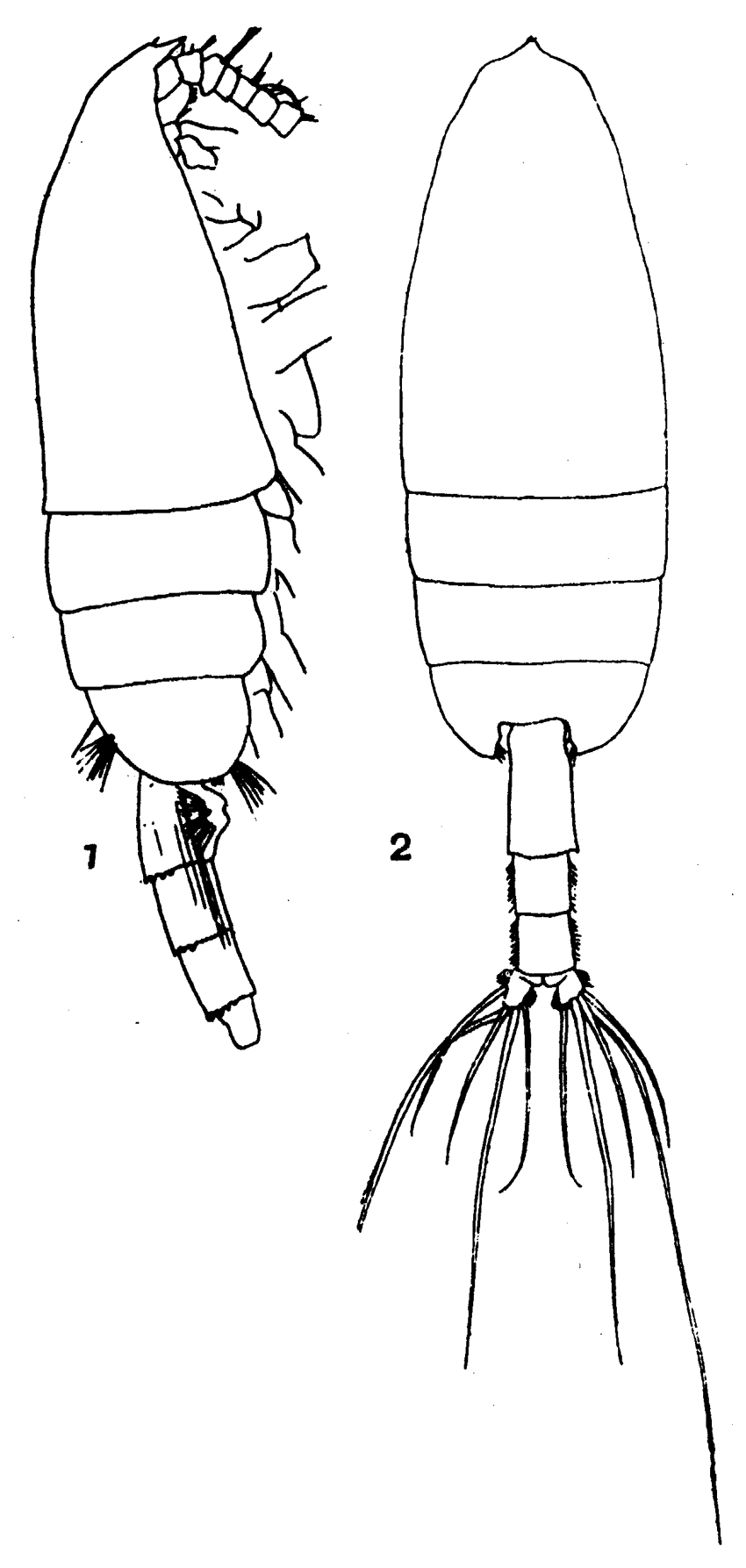 Espce Paraeuchaeta simplex - Planche 4 de figures morphologiques