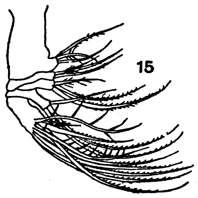 Espce Euchaeta indica - Planche 7 de figures morphologiques