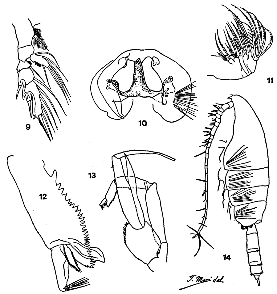 Espce Paraeuchaeta simplex - Planche 3 de figures morphologiques