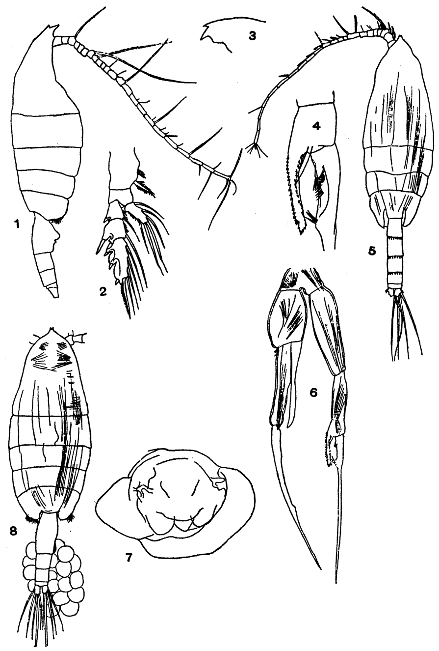 Espèce Euchaeta plana - Planche 8 de figures morphologiques
