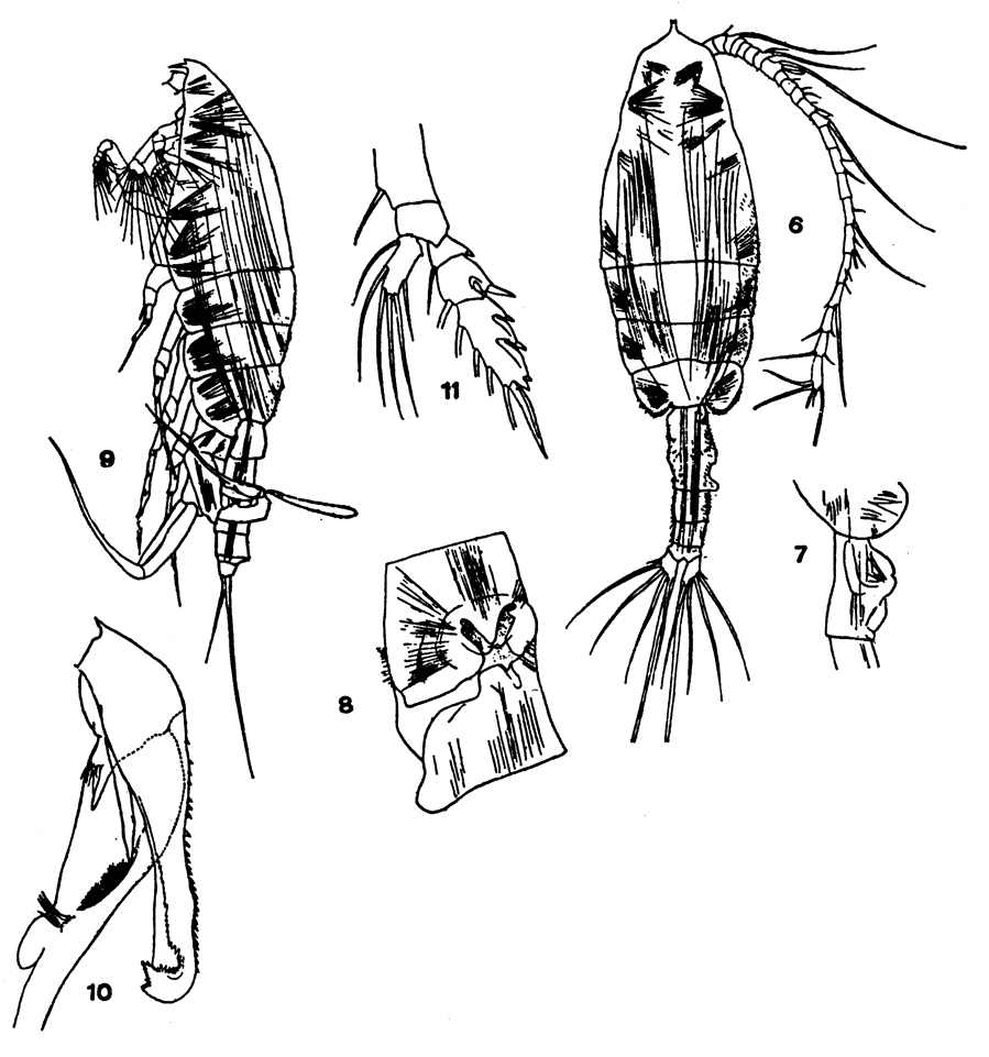 Species Euchaeta indica - Plate 6 of morphological figures