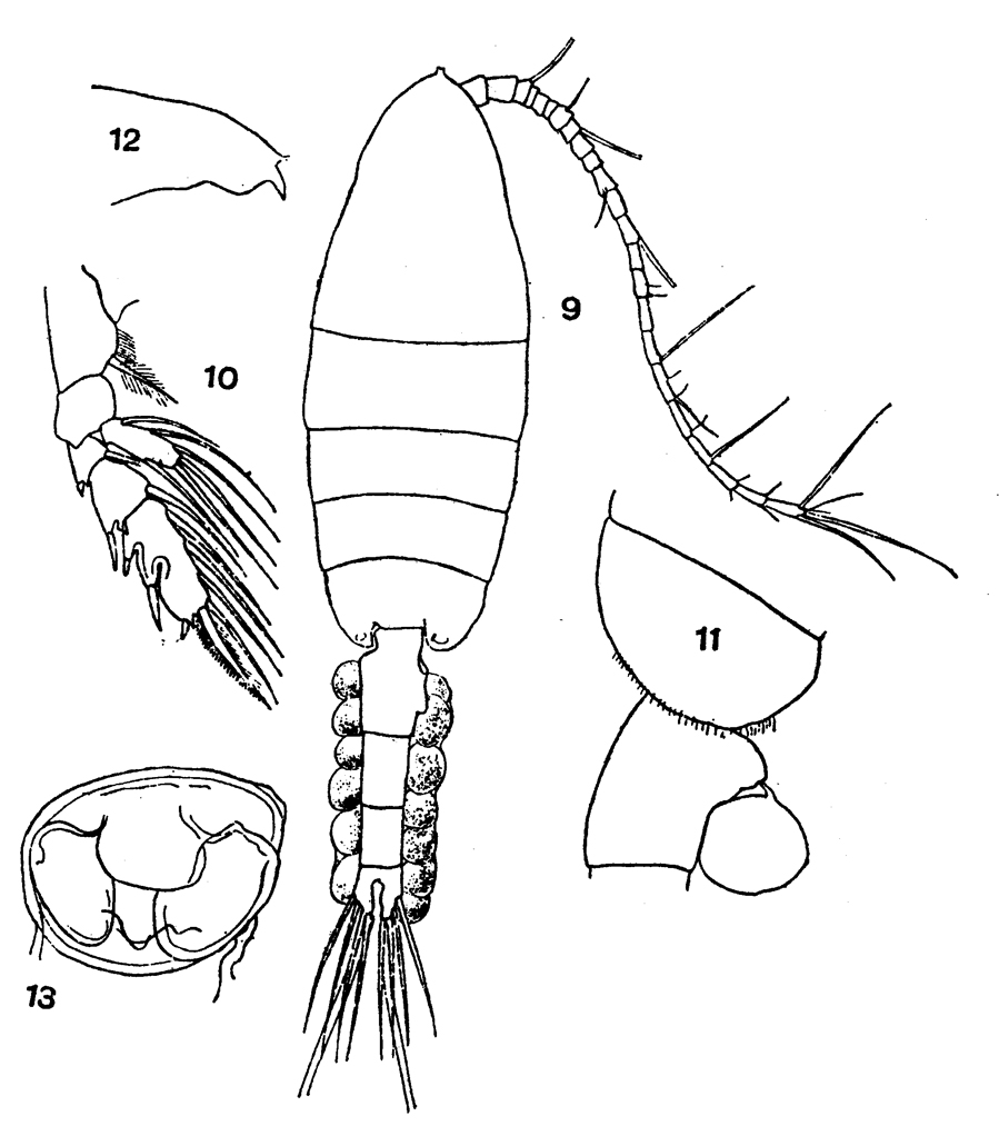 Species Euchaeta media - Plate 7 of morphological figures