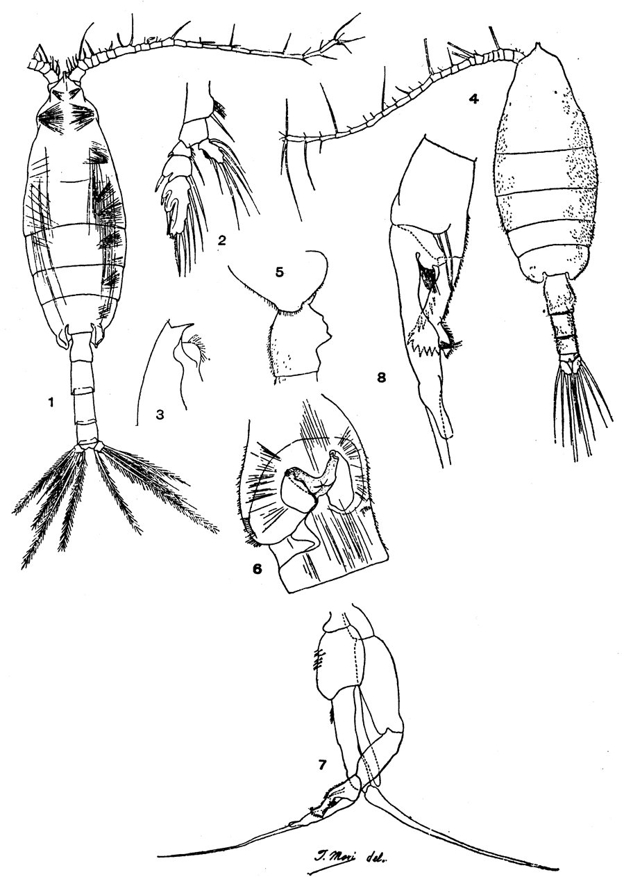 Species Euchaeta rimana - Plate 12 of morphological figures