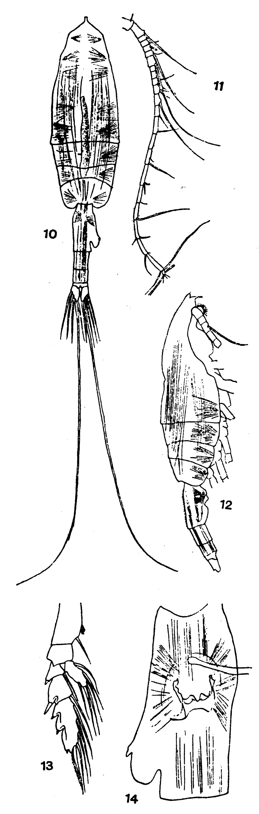Species Euchaeta longicornis - Plate 5 of morphological figures