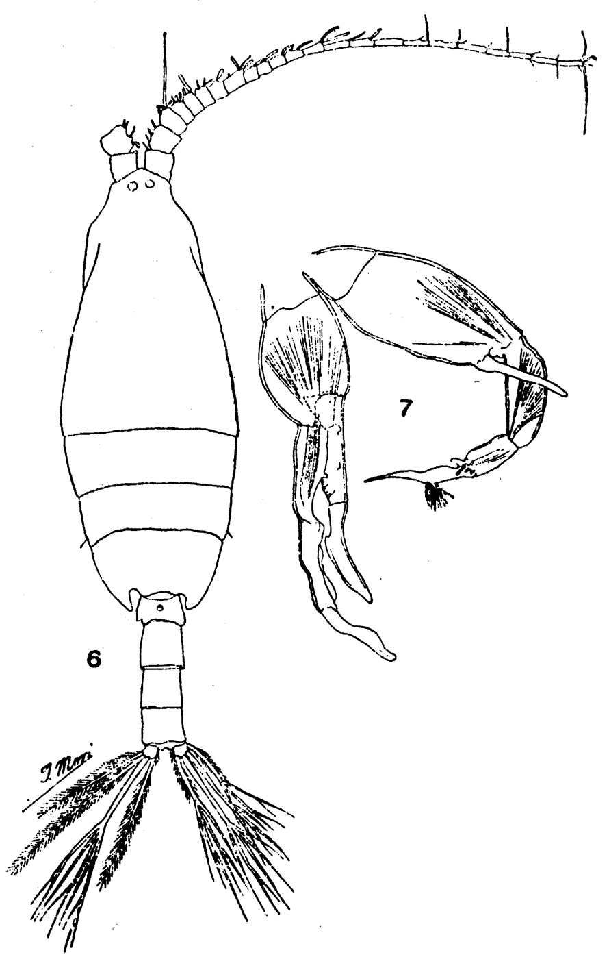 Species Undeuchaeta plumosa - Plate 11 of morphological figures