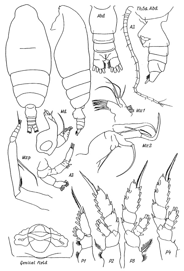 Espèce Chiridiella gibba - Planche 1 de figures morphologiques