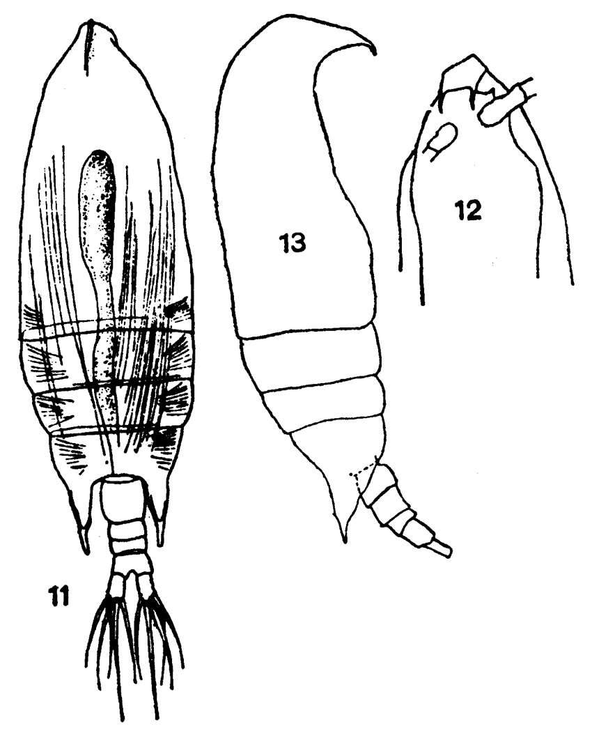 Espce Aetideus giesbrechti - Planche 13 de figures morphologiques
