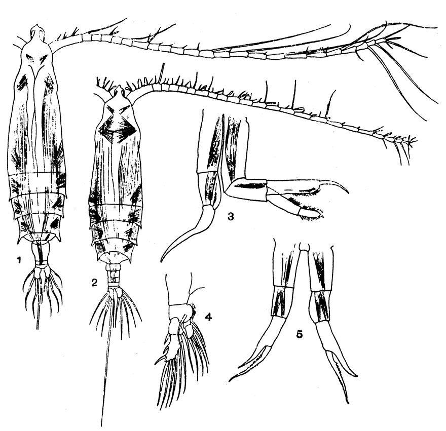 Species Rhincalanus rostrifrons - Plate 1 of morphological figures