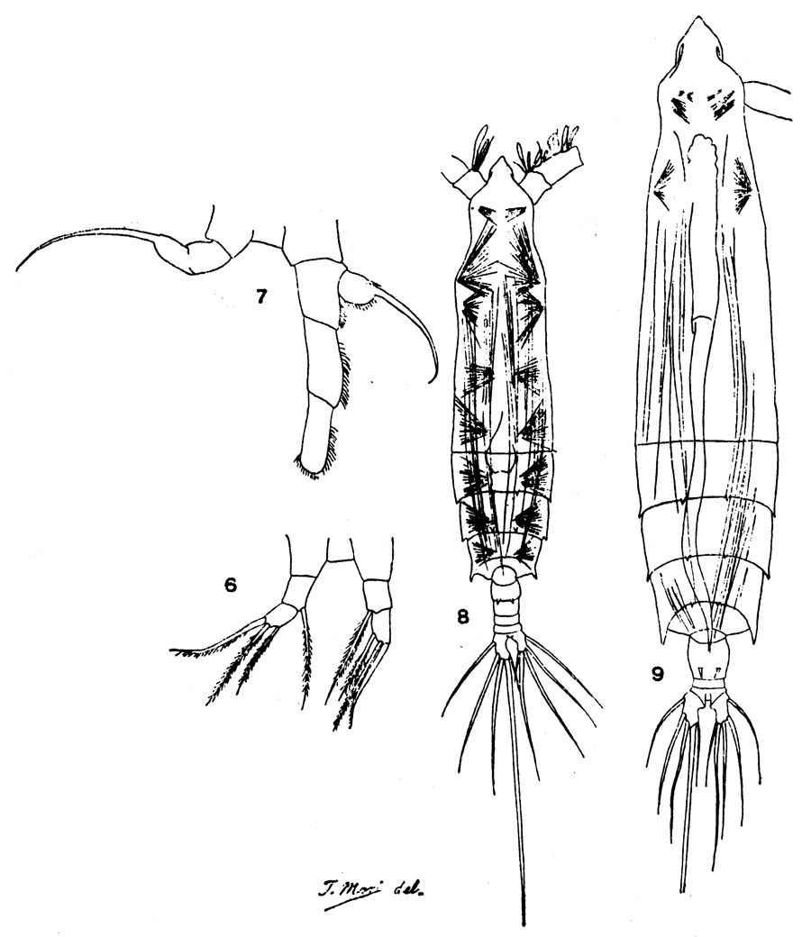 Espèce Rhincalanus nasutus - Planche 9 de figures morphologiques