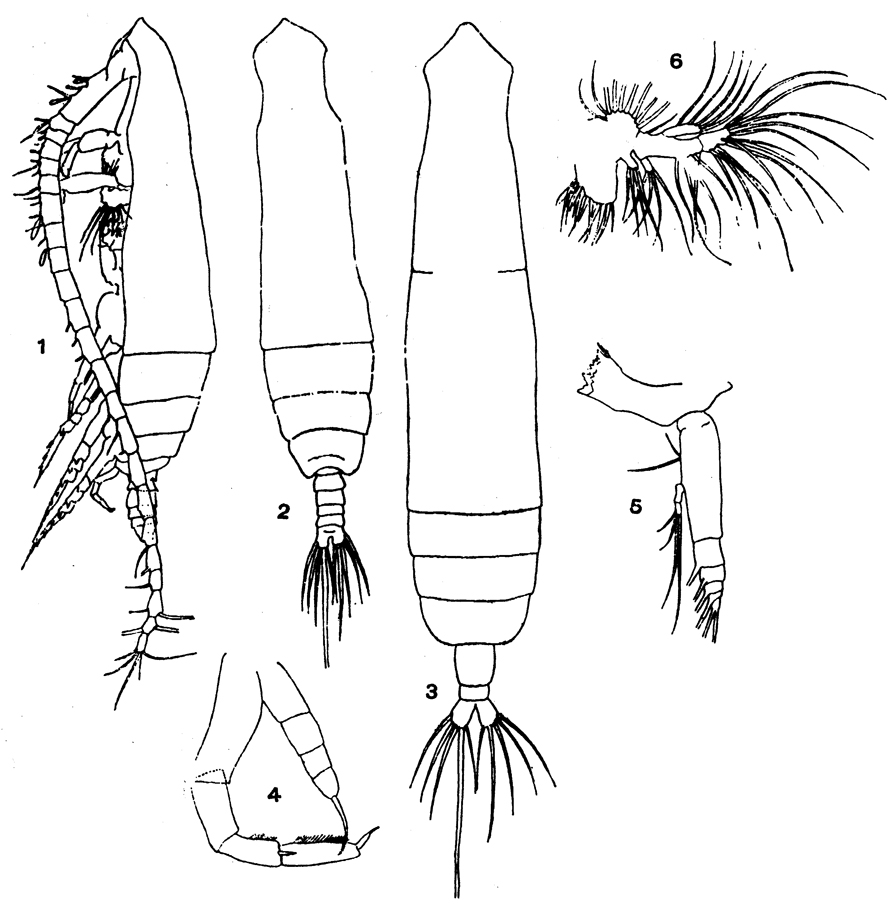 Species Pareucalanus attenuatus - Plate 16 of morphological figures