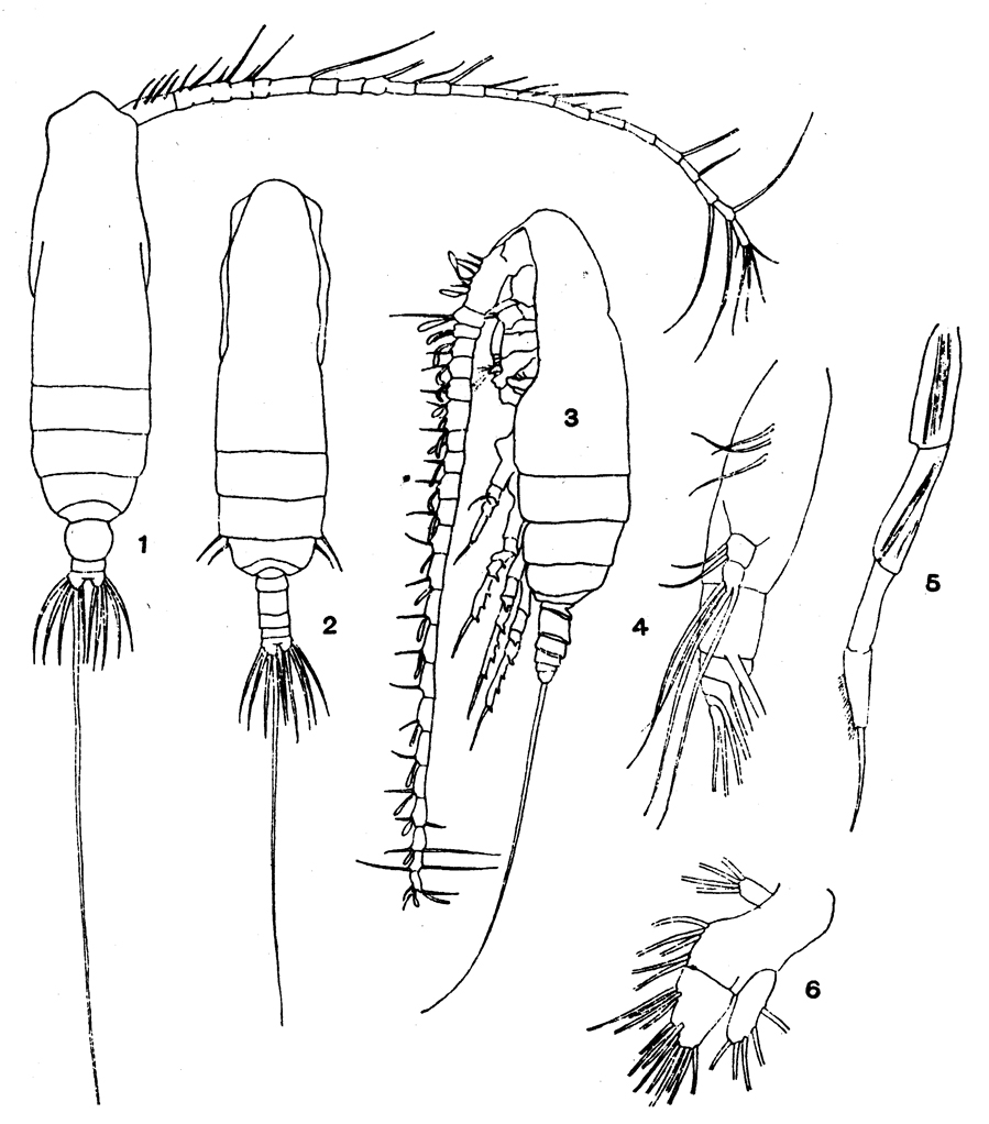 Espce Subeucalanus subcrassus - Planche 7 de figures morphologiques