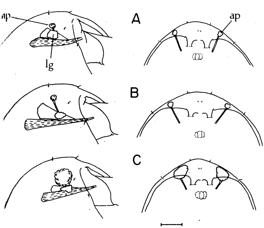 Espce Calanus marshallae - Planche 3 de figures morphologiques