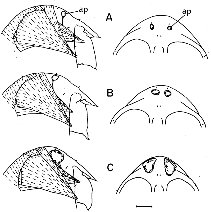 Espce Calanus marshallae - Planche 4 de figures morphologiques