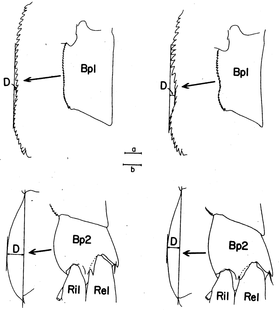 Espce Calanus finmarchicus - Planche 12 de figures morphologiques