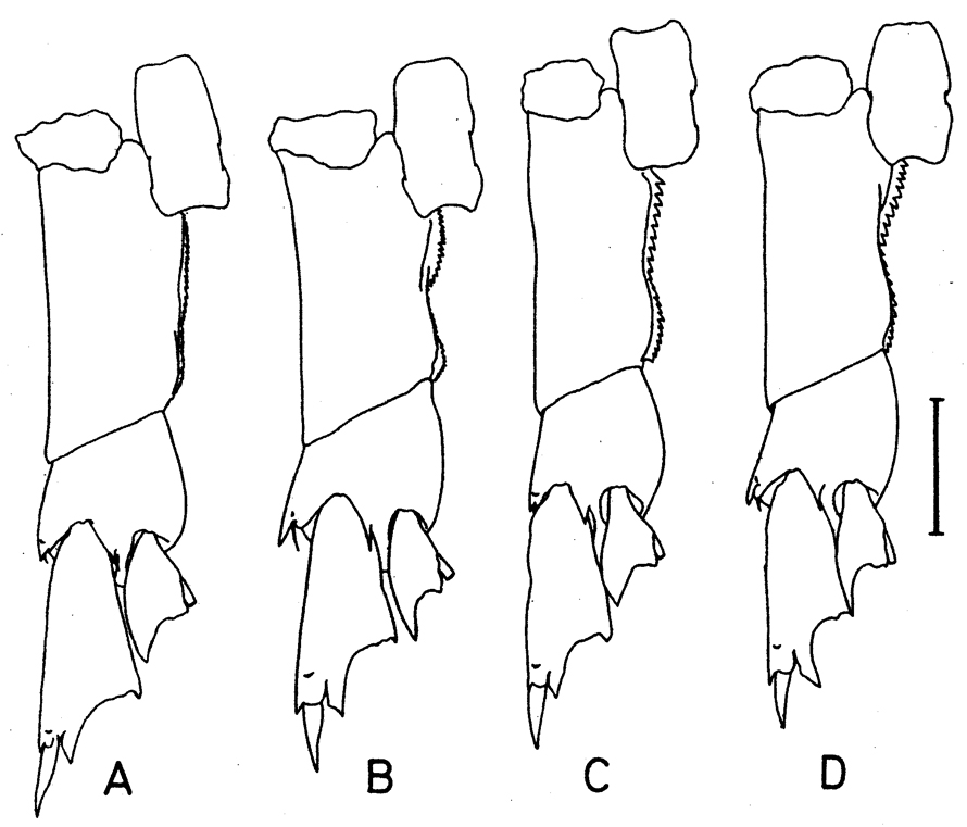 Espce Calanus finmarchicus - Planche 13 de figures morphologiques
