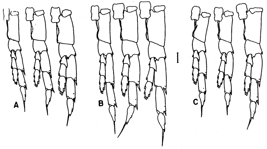 Species Calanus marshallae - Plate 9 of morphological figures