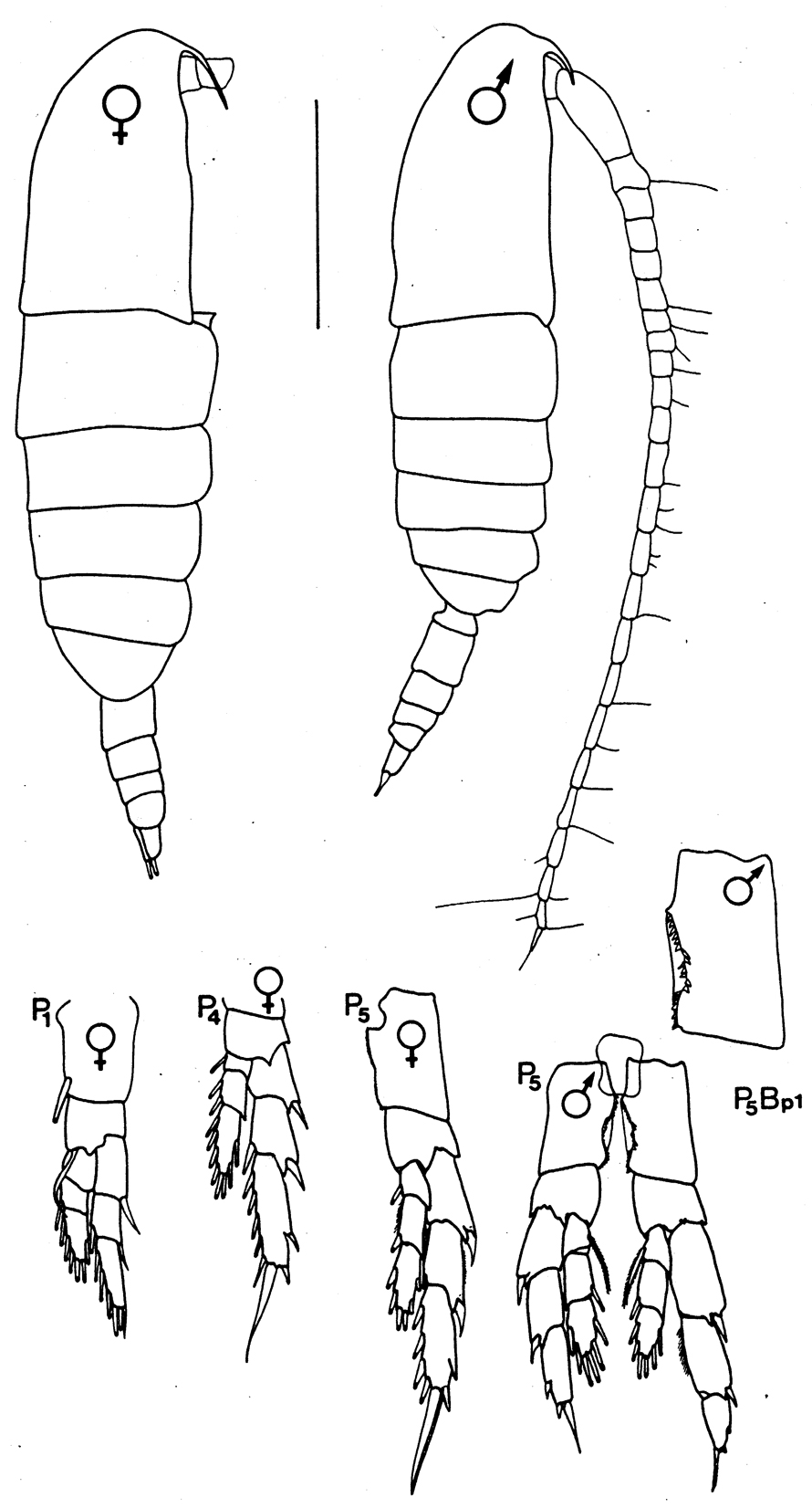 Species Calanus marshallae - Plate 2 of morphological figures