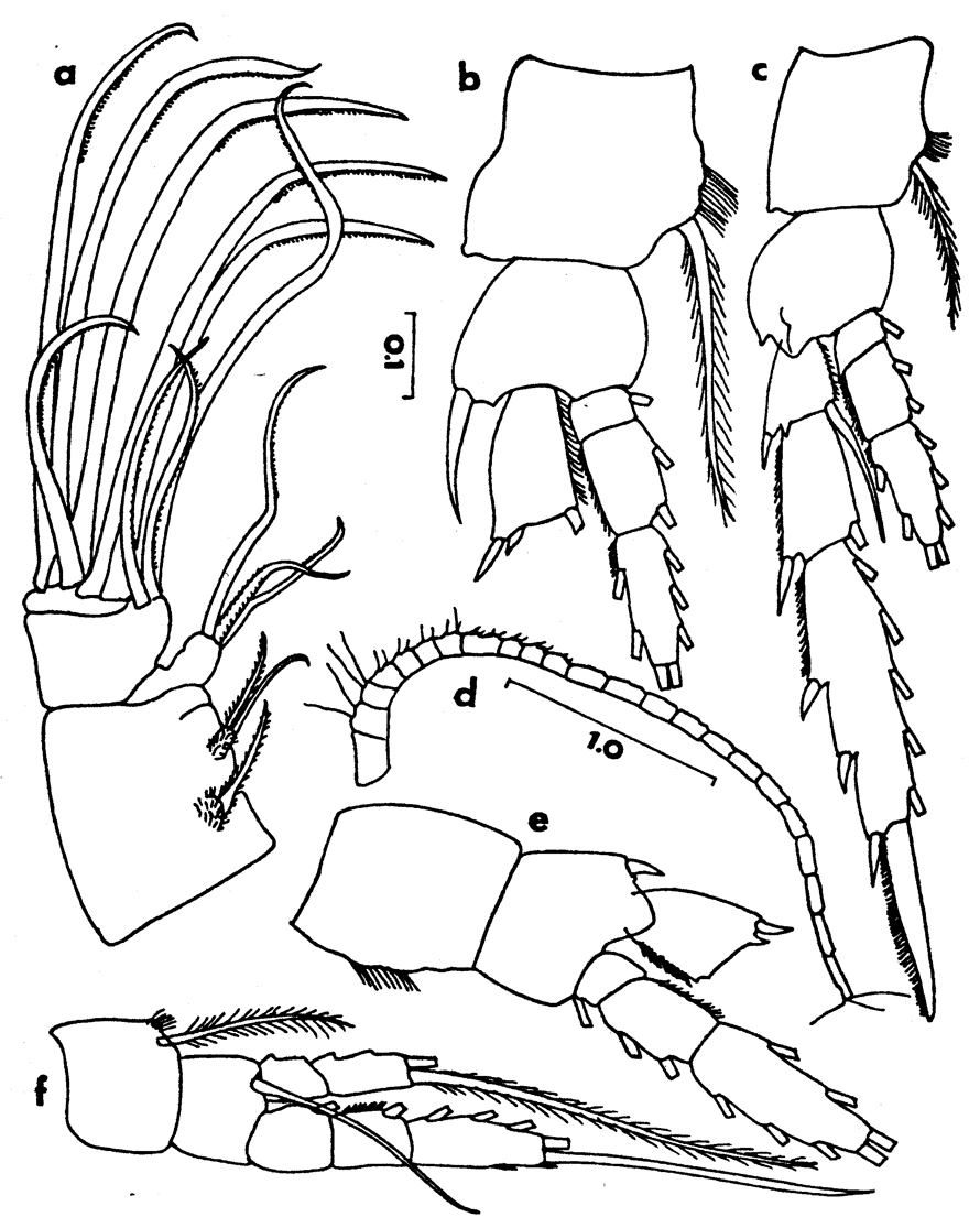 Espèce Temorites intermedia - Planche 2 de figures morphologiques