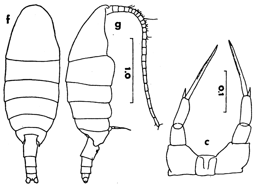 Espèce Temorites similis - Planche 5 de figures morphologiques