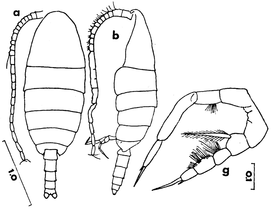 Espèce Temorites spinifera - Planche 5 de figures morphologiques