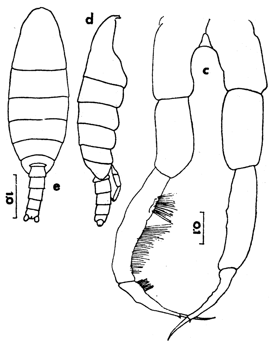 Espce Temorites elongata - Planche 8 de figures morphologiques