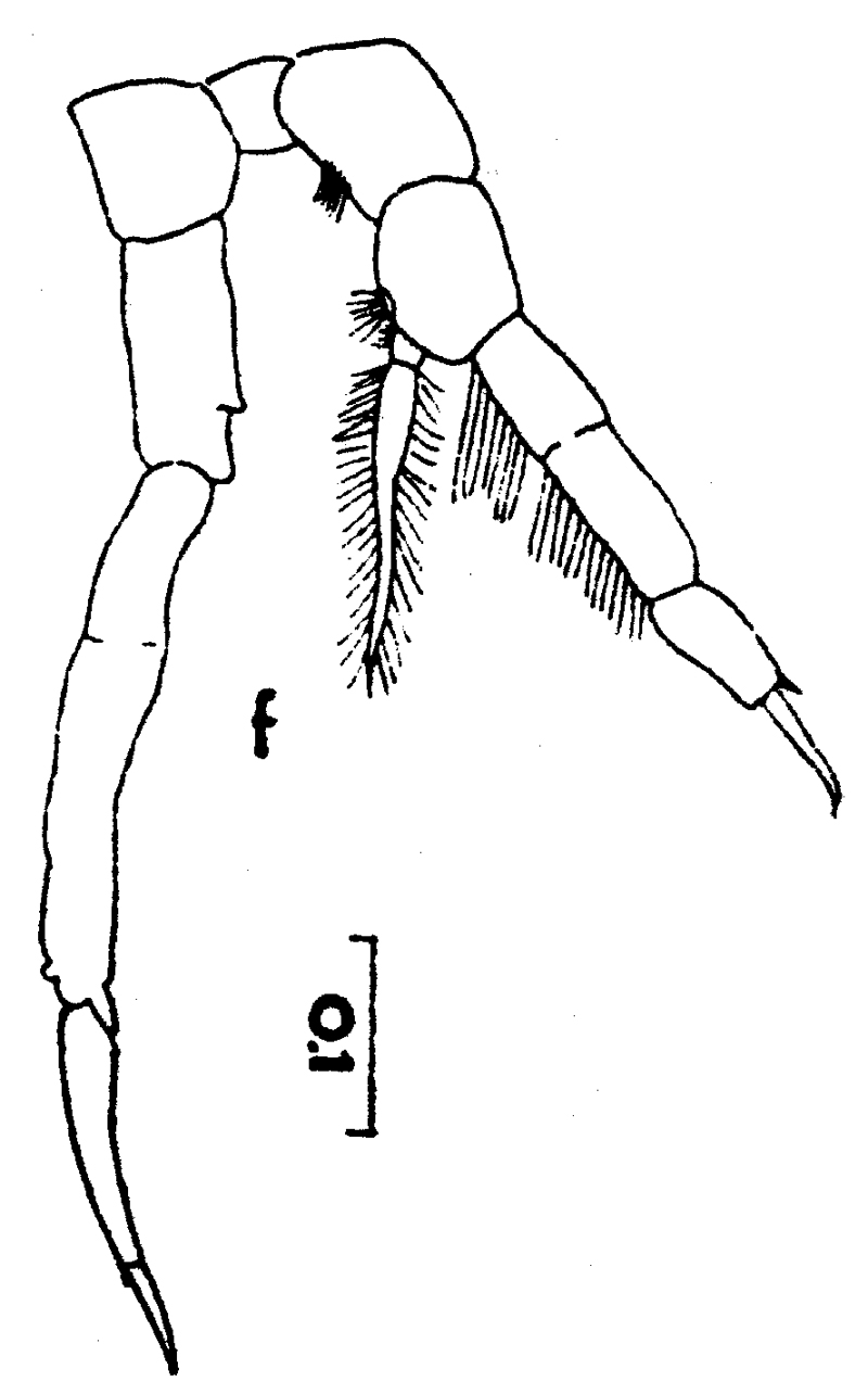 Espèce Temorites similis - Planche 6 de figures morphologiques