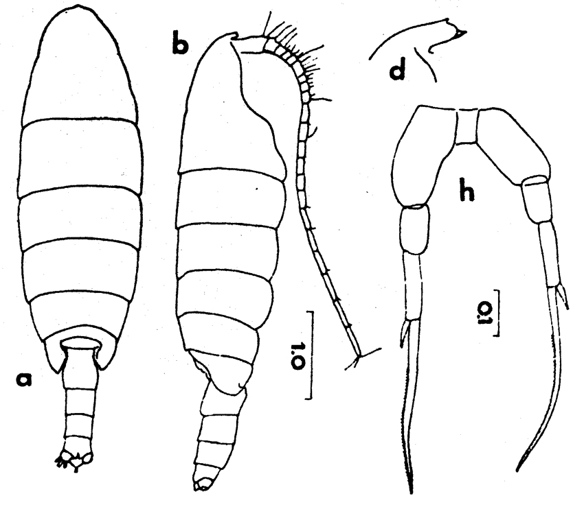 Espèce Temorites elongata - Planche 9 de figures morphologiques