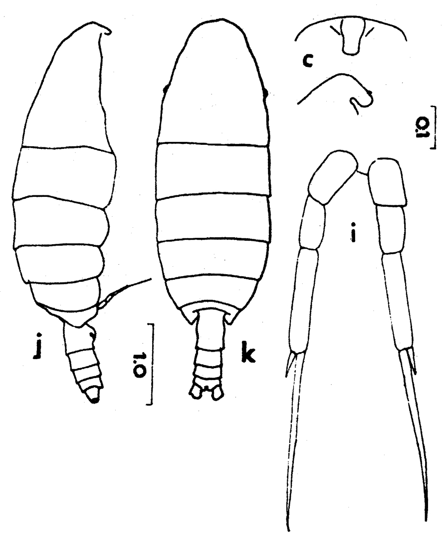Species Temorites elegans - Plate 3 of morphological figures