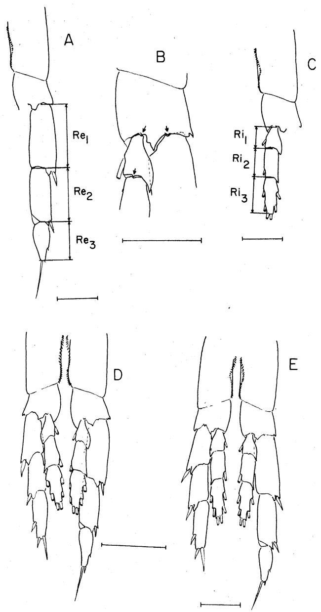 Species Calanus glacialis - Plate 6 of morphological figures