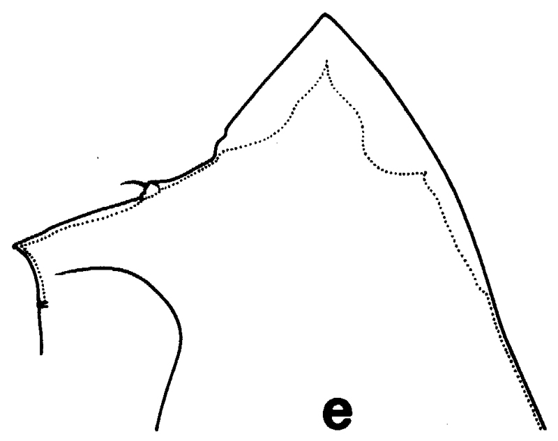 Espce Euchirella maxima - Planche 11 de figures morphologiques
