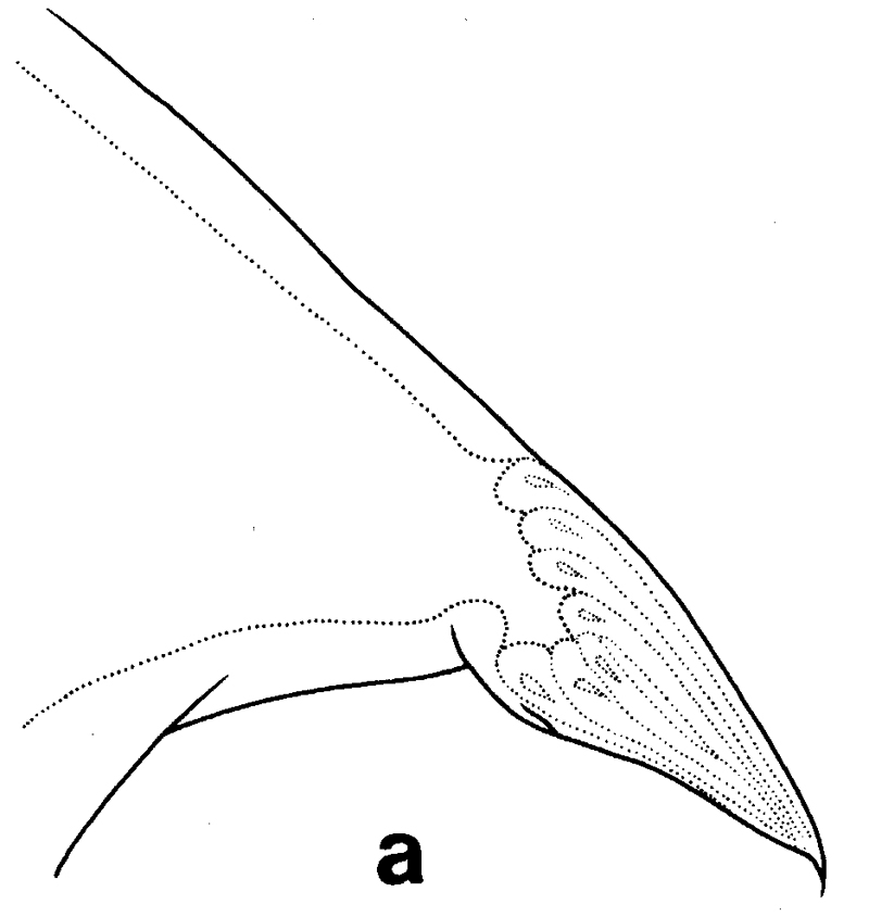 Espce Euchirella maxima - Planche 12 de figures morphologiques