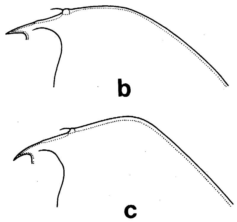 Espèce Euchirella pulchra - Planche 7 de figures morphologiques